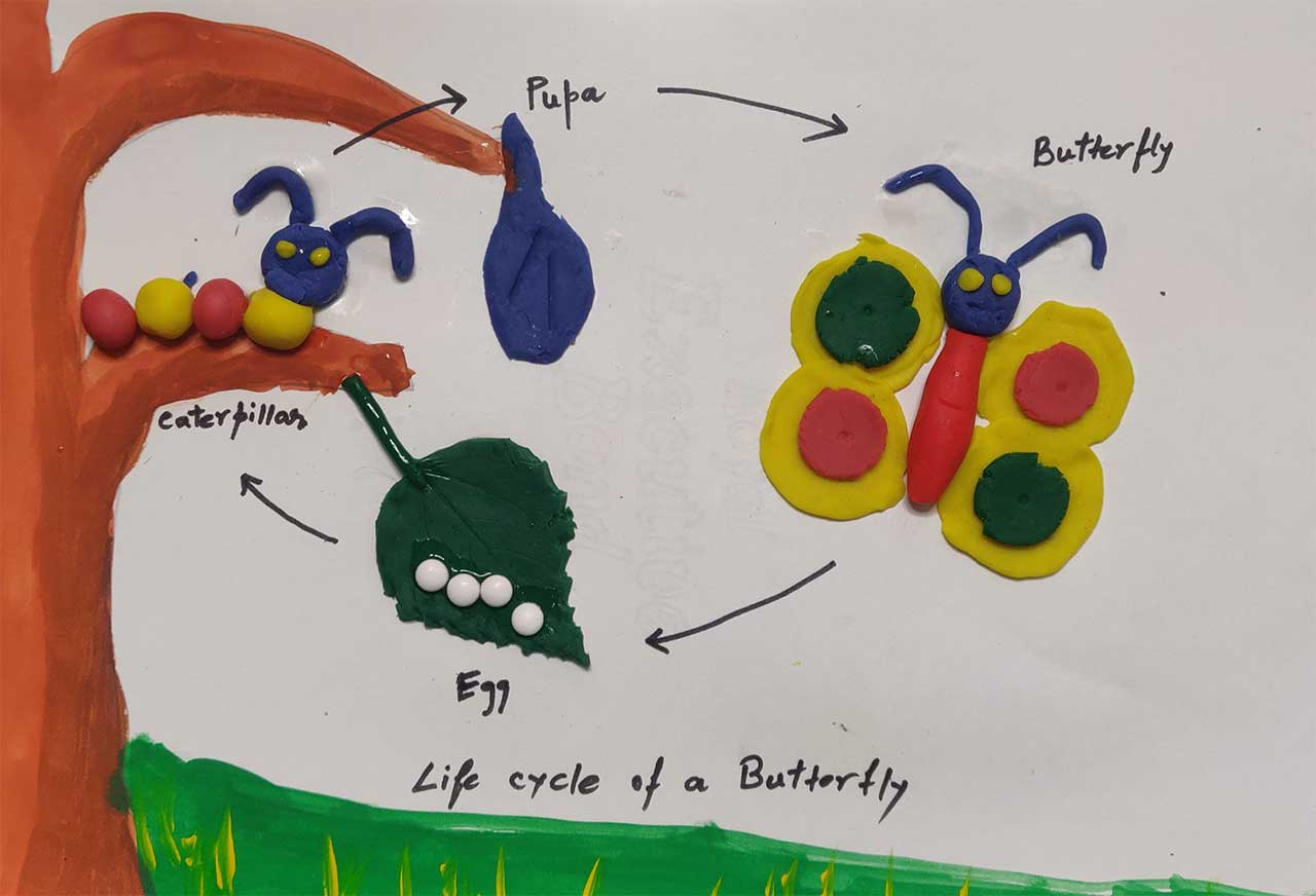 Butterfly Life Cycle